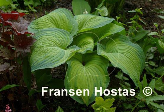 Hosta Super Nova - Fransen Hostas